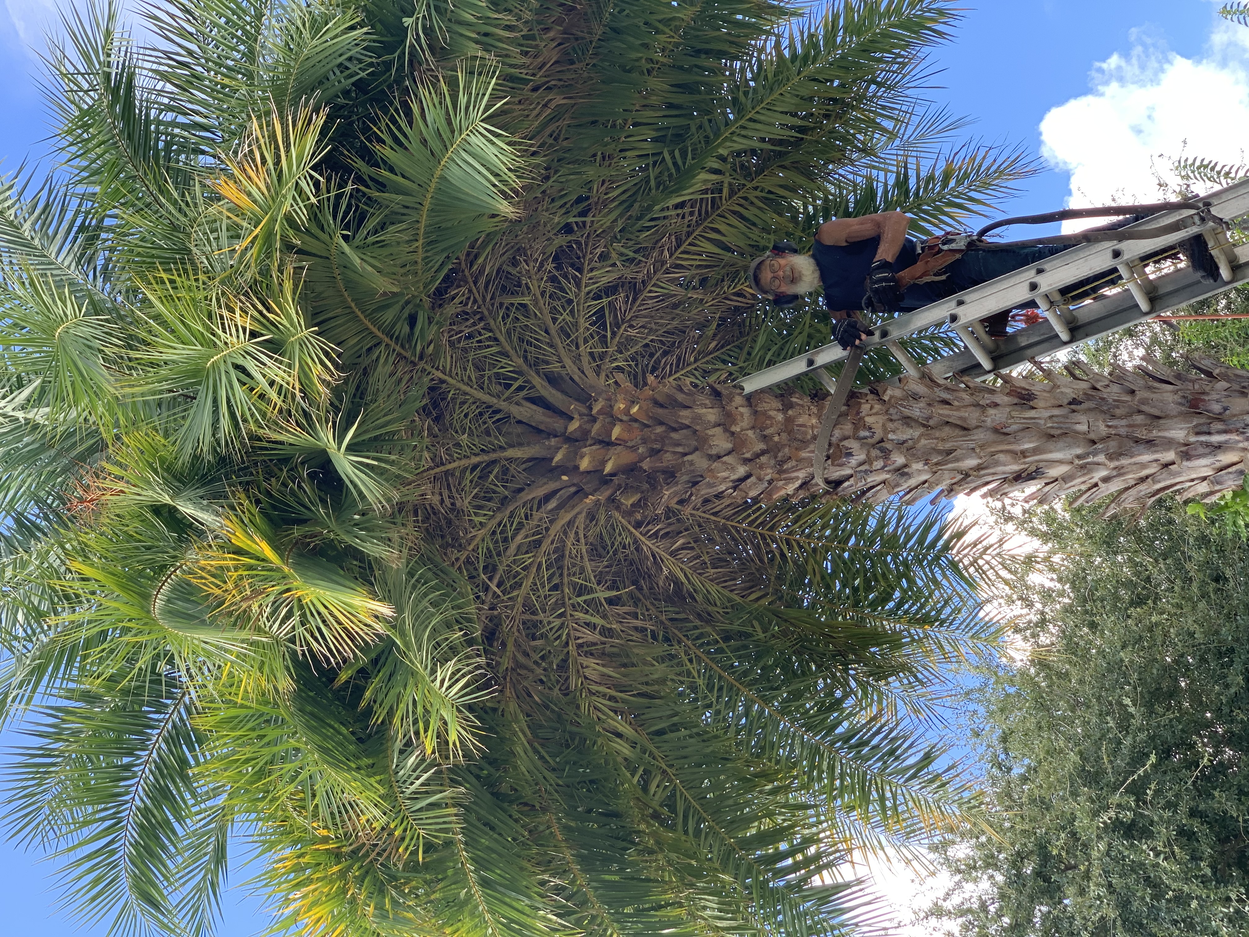 Kirby's Expert Tree Service crew at work