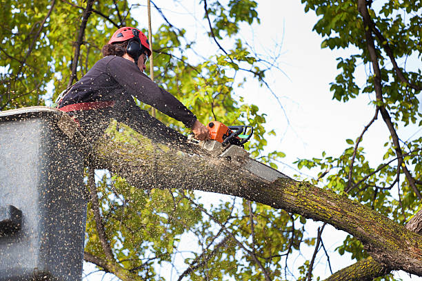 Kirby's Expert Tree Service crew at work